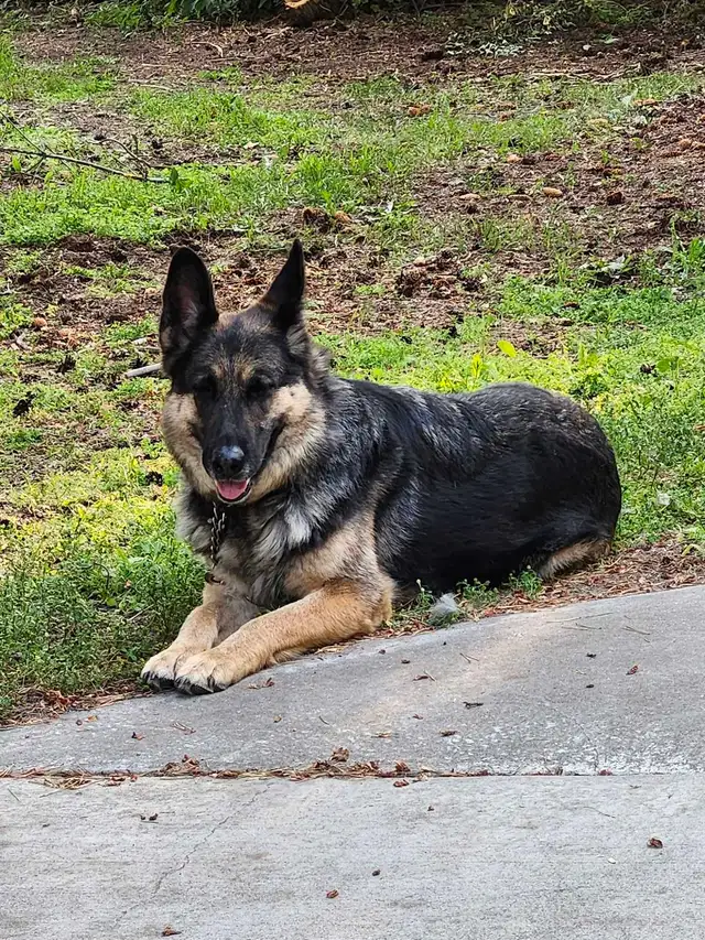 Female German Shepherd.