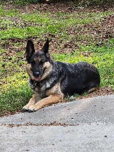 Female German Shepherd.