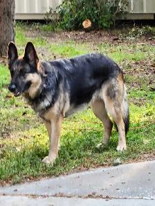 Female German Shepherd. - Photo 2