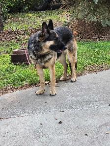 Female German Shepherd. - Photo 3
