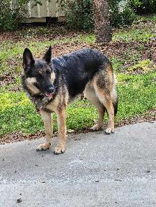 Female German Shepherd. - Photo 4