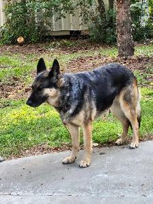 Female German Shepherd. - Photo 5