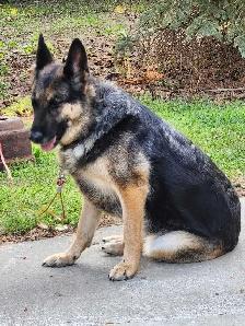 Female German Shepherd. - Photo 6