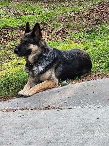 Female German Shepherd. - Photo 7