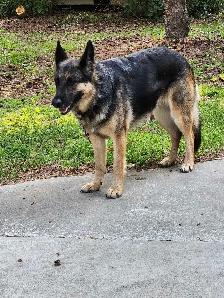 Female German Shepherd. - Photo 8