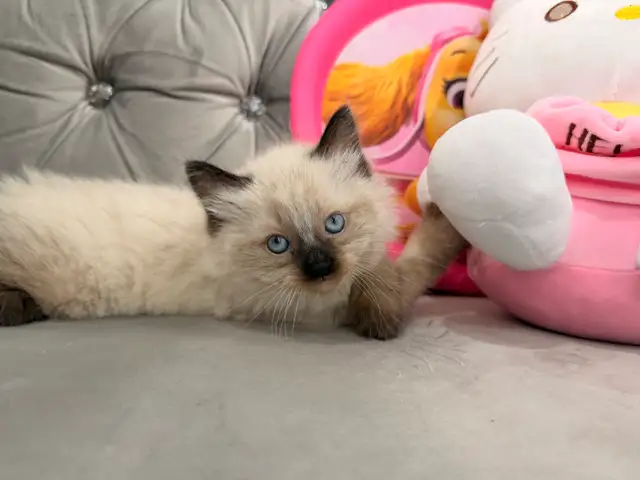 ❤️❤️Ragdoll Kitten ❤️❤️(647) 362-8118