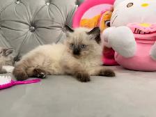 ❤️❤️Ragdoll Kitten ❤️❤️(647) 362-8118 - Photo 2