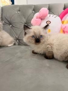 ❤️❤️Ragdoll Kitten ❤️❤️(647) 362-8118 - Photo 3