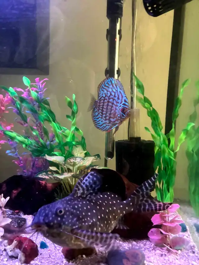 Polka Dot Catfish