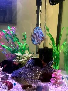 Polka Dot Catfish