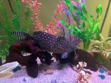 Polka Dot Catfish - Photo 2
