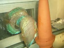 MOVING  SALE X LARGE  DISCUS BREEDING PAIRS 7 INCH $400 - Photo 4