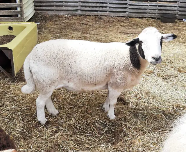 3 year old ewe for sale