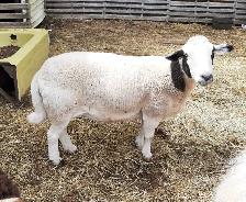 3 year old ewe for sale