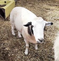 3 year old ewe for sale - Photo 2