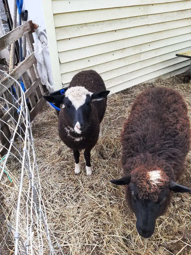 4 month old ewe lambs for sale