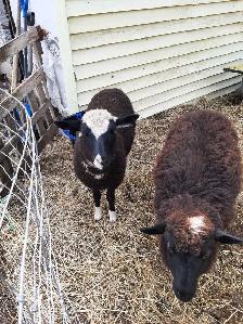 4 month old ewe lambs for sale