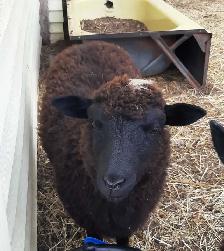 4 month old ewe lambs for sale - Photo 2