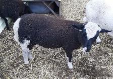 4 month old ewe lambs for sale - Photo 3