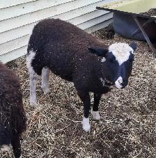 4 month old ewe lambs for sale - Photo 4