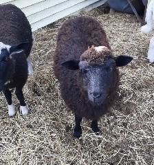 4 month old ewe lambs for sale - Photo 5