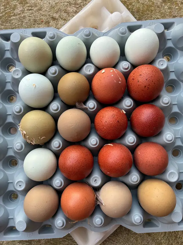 Hatching eggs