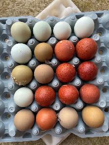 Hatching eggs