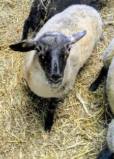 agneaux a vendre - Photo 4