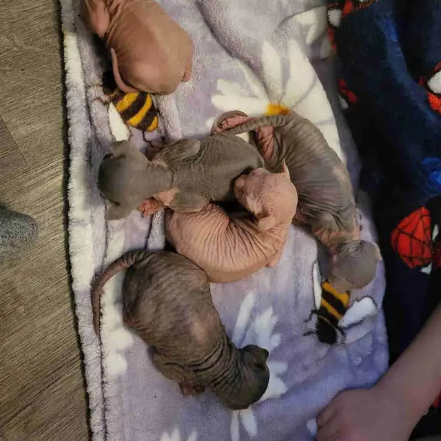Sphynx Kittens
