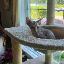 Sphynx Kittens - Photo 2