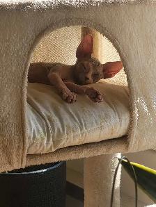 Sphynx Kittens - Photo 3