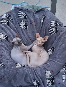 Sphynx Kittens - Photo 4