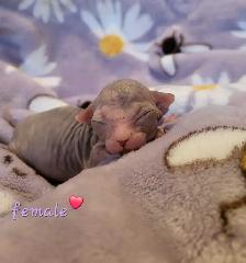 Sphynx Kittens - Photo 5