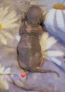 Sphynx Kittens - Photo 6