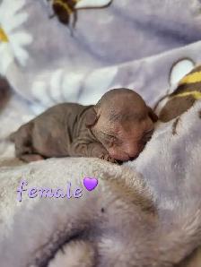 Sphynx Kittens - Photo 7