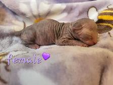 Sphynx Kittens - Photo 8