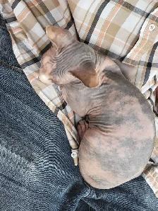 Sphynx Kittens - Photo 9