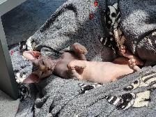 Sphynx Kittens - Photo 10
