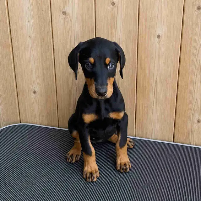 Doberman Puppies