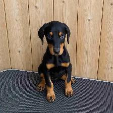 Doberman Puppies