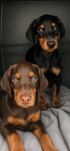 Doberman Puppies - Photo 2