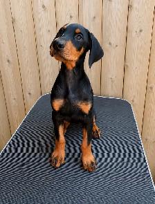 Doberman Puppies - Photo 3