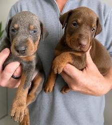 Doberman Puppies - Photo 4