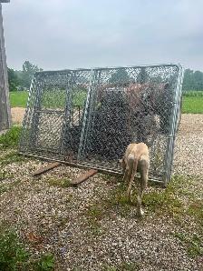 Outdoor dog kennels - Photo 2