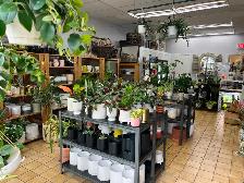Business for Sale: Flower Shop - Photo 2