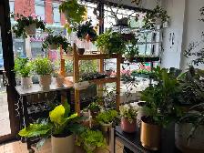 Business for Sale: Flower Shop - Photo 4