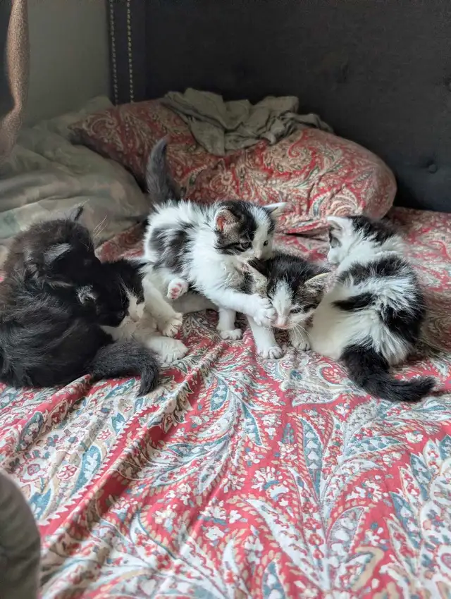Ragdoll Mix Kittens