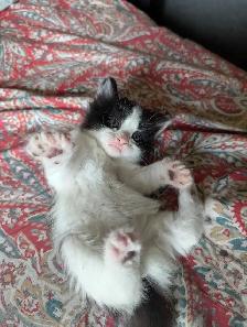 Ragdoll Mix Kittens - Photo 2