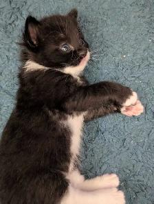 Ragdoll Mix Kittens - Photo 3