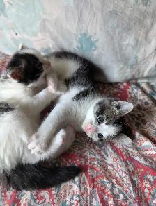 Ragdoll Mix Kittens - Photo 5